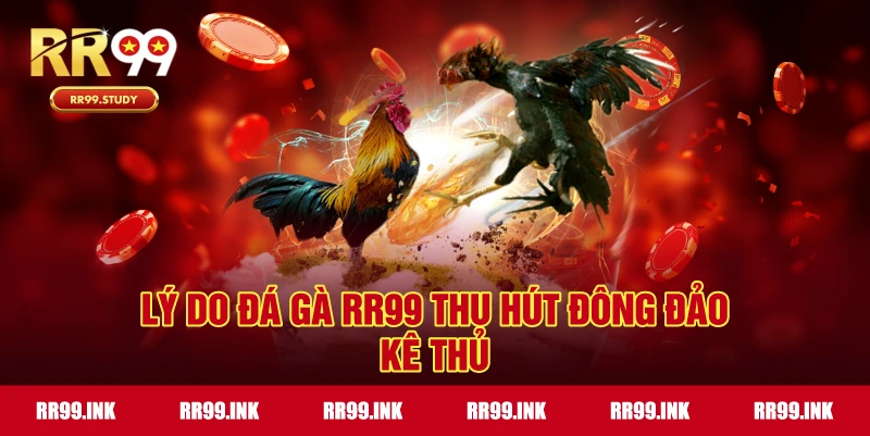 Lý do đá gà RR99 thu hút đông đảo kê thủ